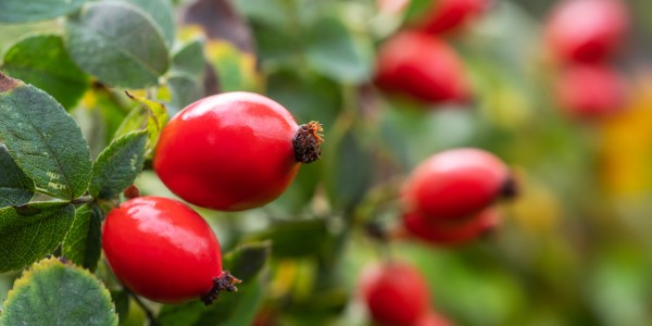 Integratore di rosa canina rosargania (4)